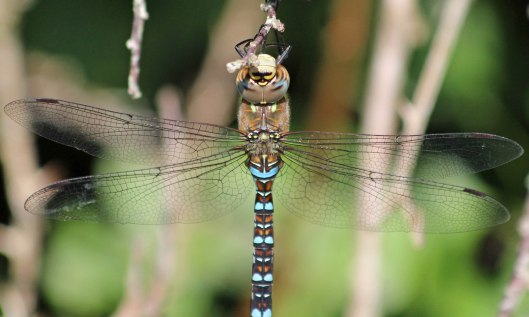 190825 migrant hawker (2)