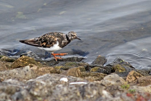 190831 turnstone