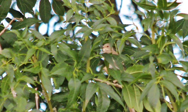 164 spotted flycatcher