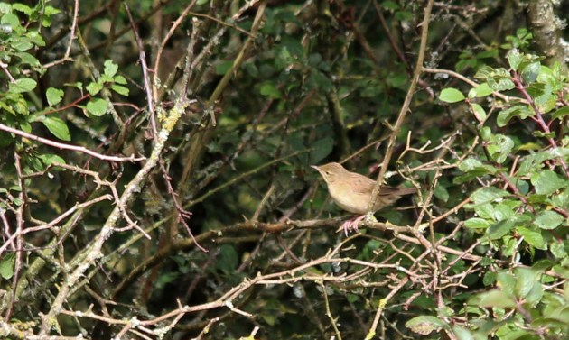 165 grasshopper warbler