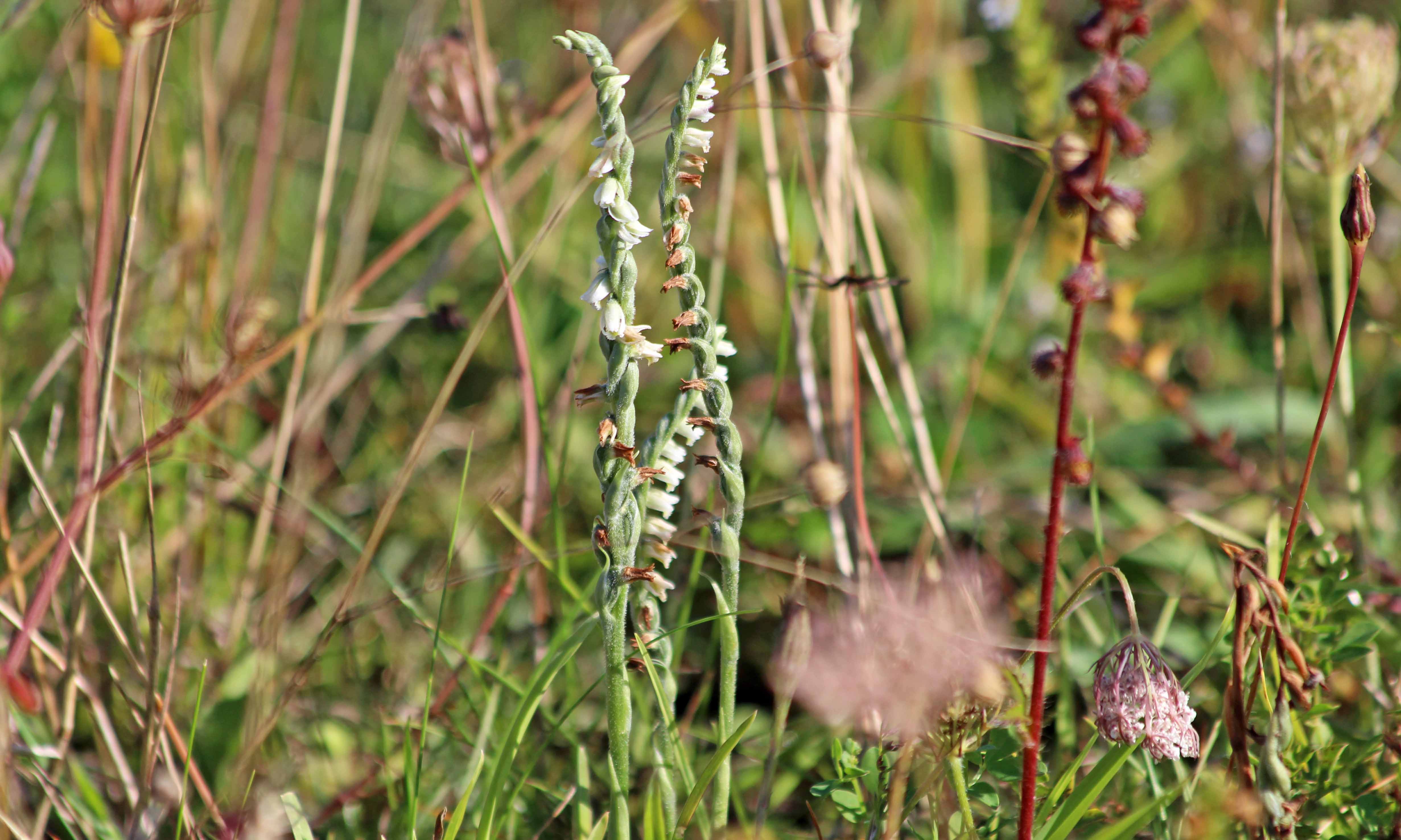 190901 autumn ladies tresses (6)