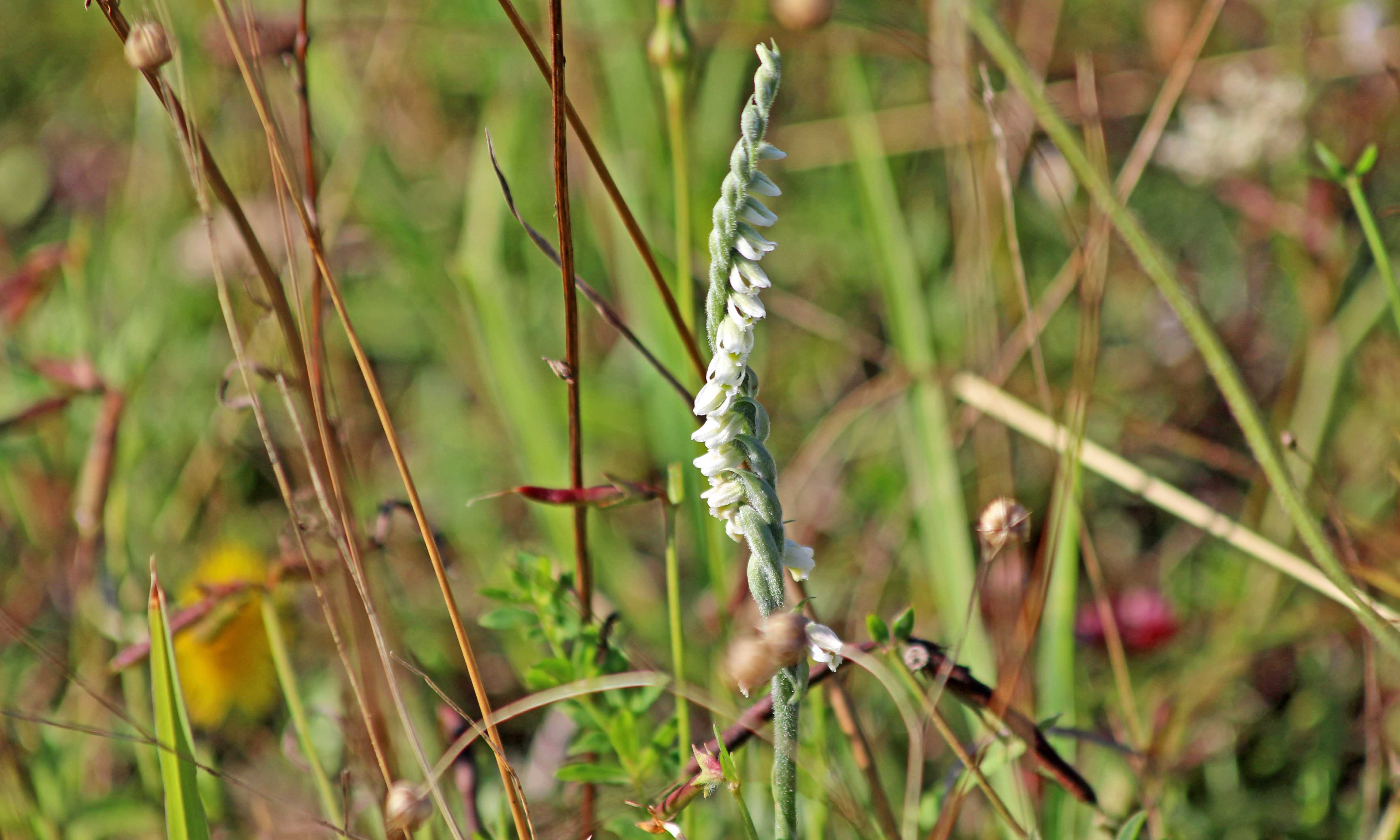 190901 autumn lady's-tresses (1)