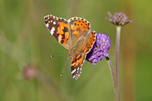190903 devil's-bit scabious (7)