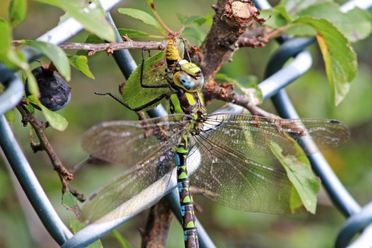 190904 southern hawker (1)