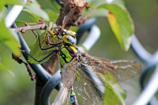 190904 southern hawker (2)