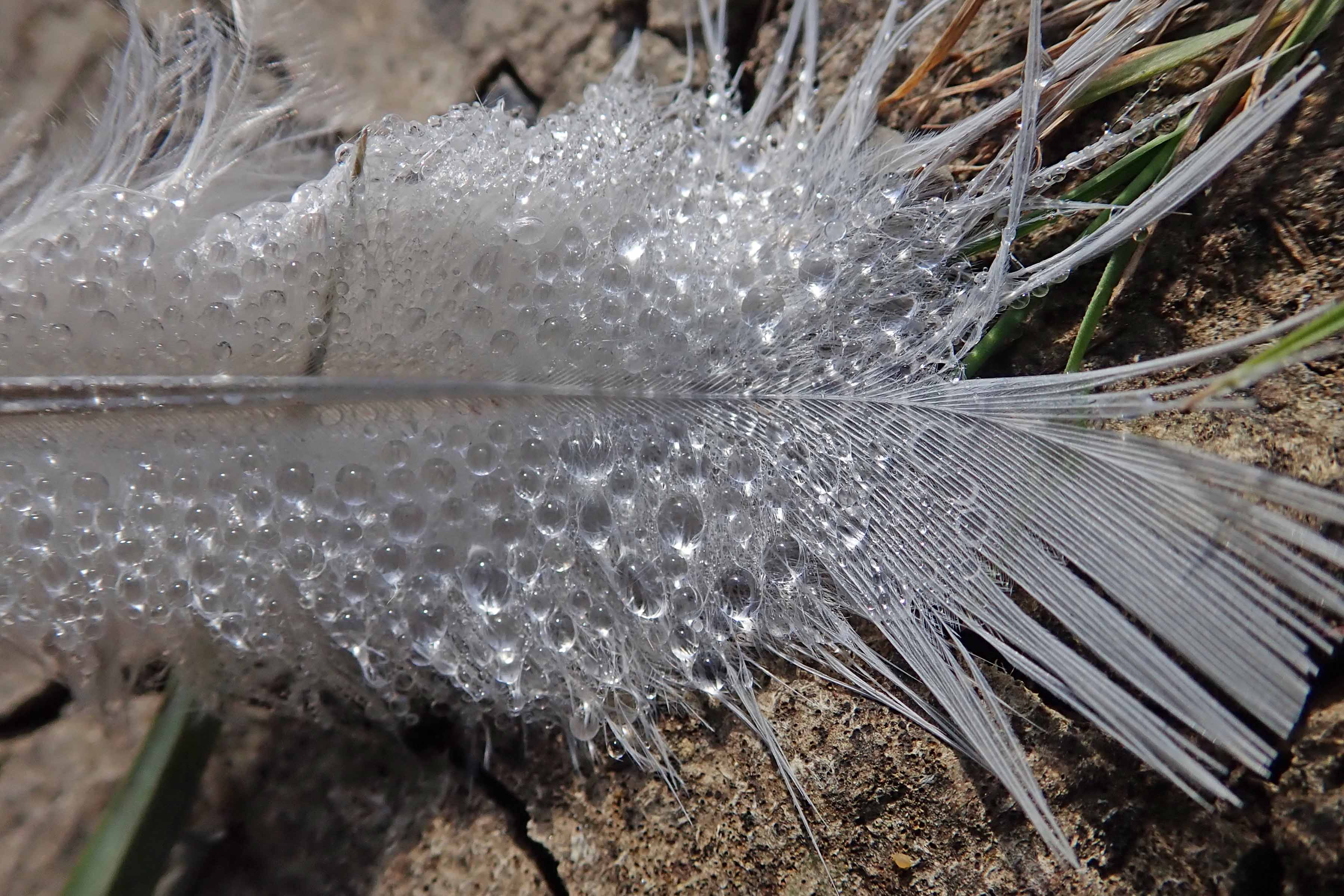 190906 water on feather (1)