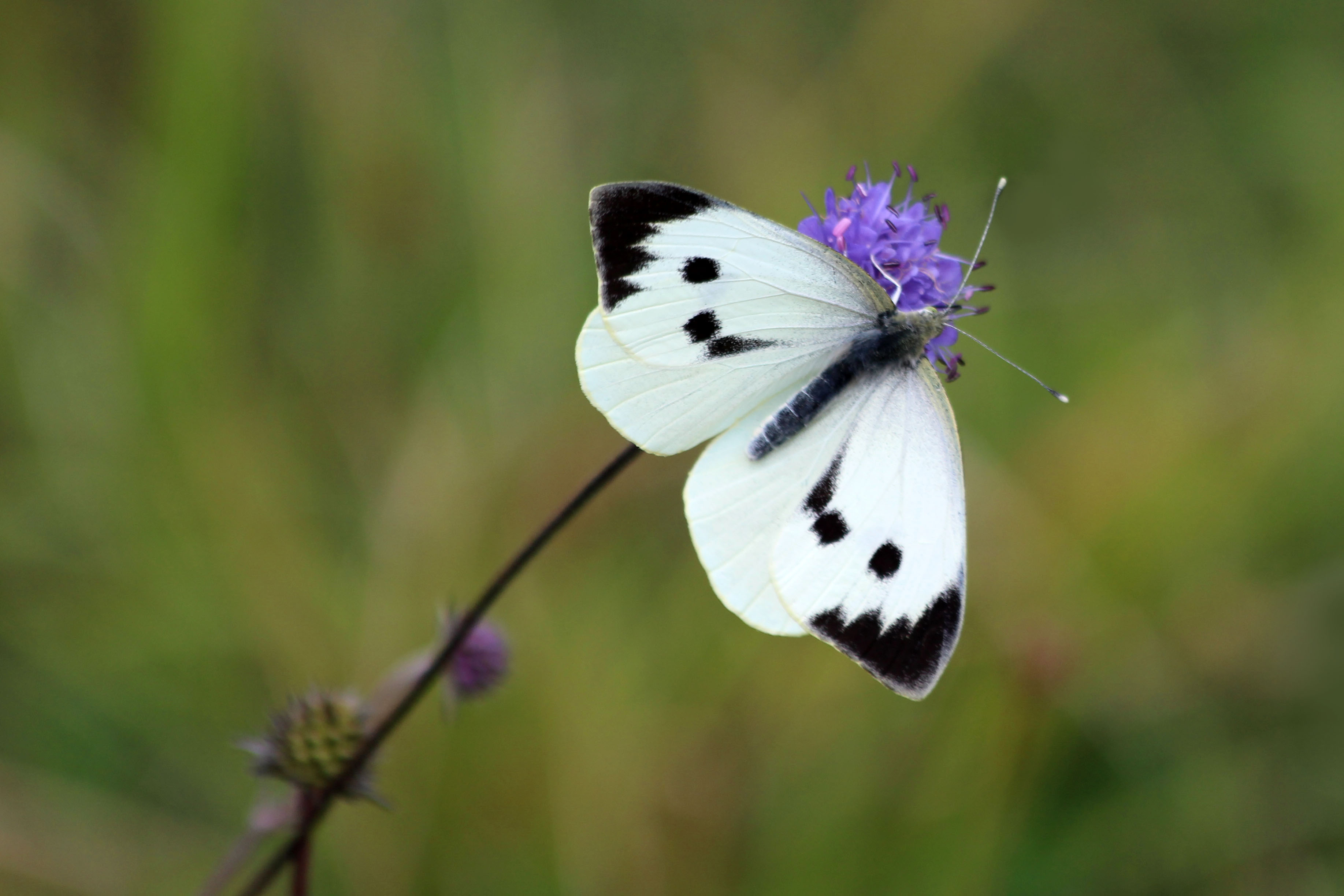 190907 large white (2)