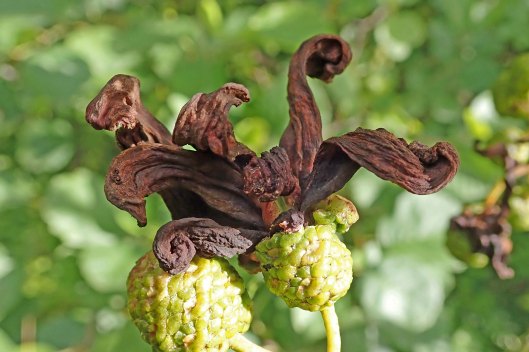 190909 alder tongue (1)