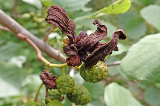 190909 alder tongue (2)