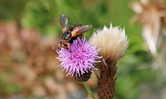190910 Tachina fera (1)