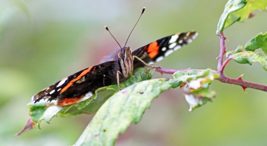 190911 red admiral (1)