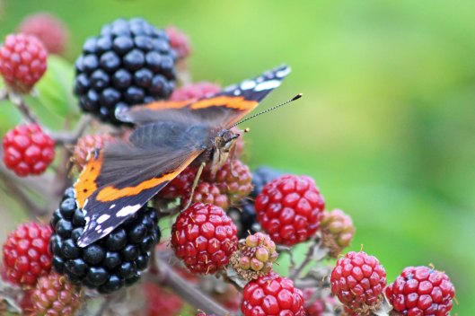 190911 red admiral (3)