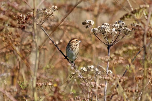 190913 reed bunting (1)