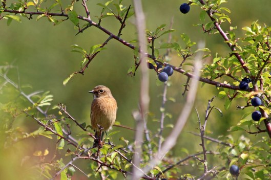 190917 stonechat (1)