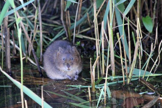 190919 water vole (3)