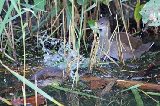 190919 water vole (5)