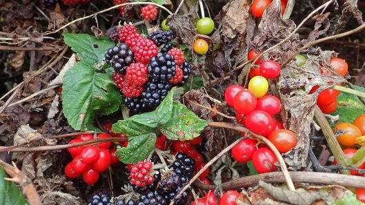 190922 sweet bryony (1)