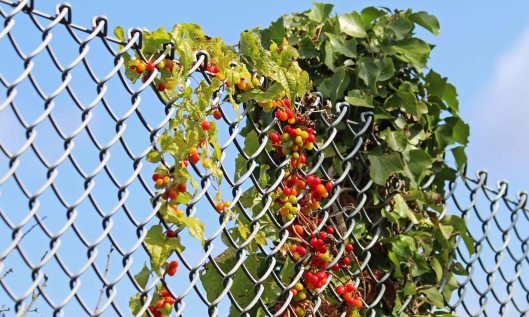 190922 sweet bryony (4)