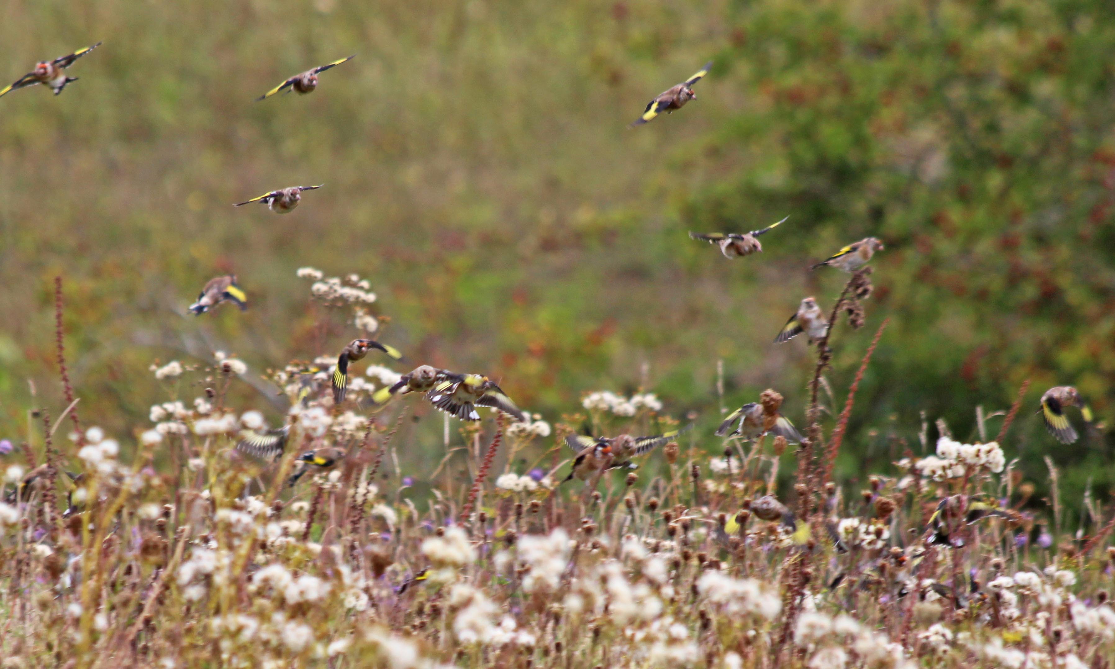 190923 goldfinches (2)