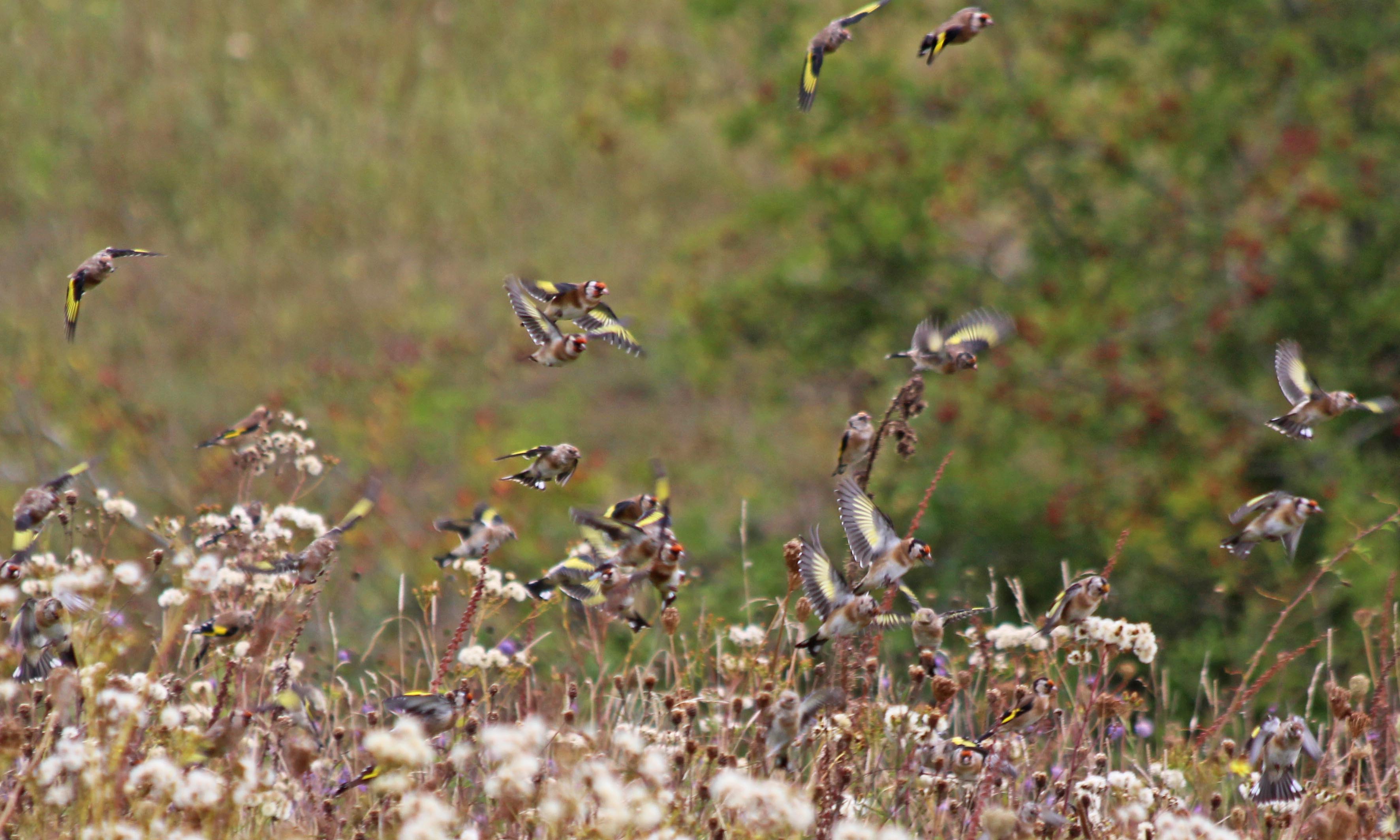 190923 goldfinches (3)