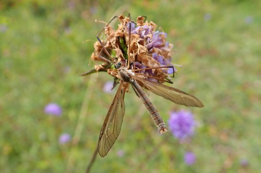 Marsh cranefly (2)