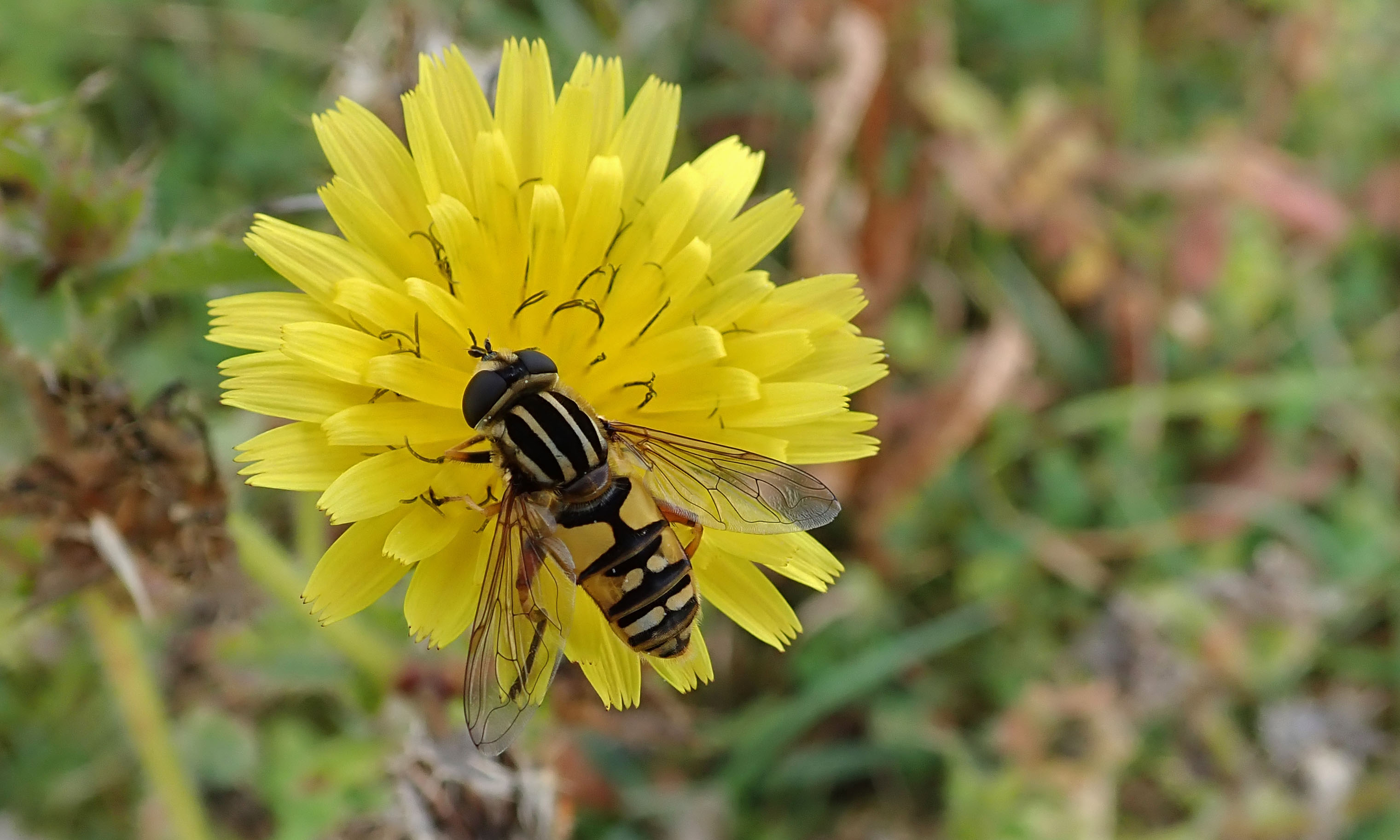 190926 hoverflies (4)