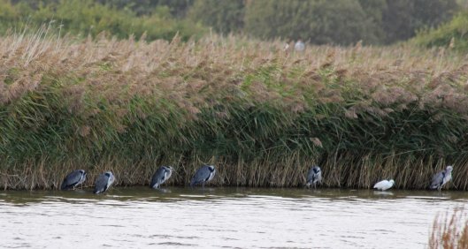 191001 herons and little egret