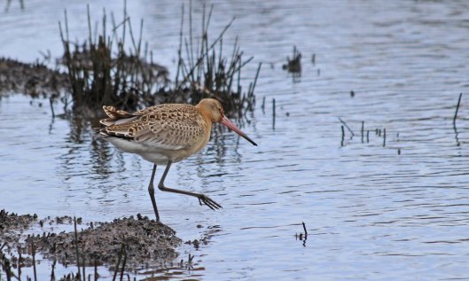 191002 black-tailed godwit (1)