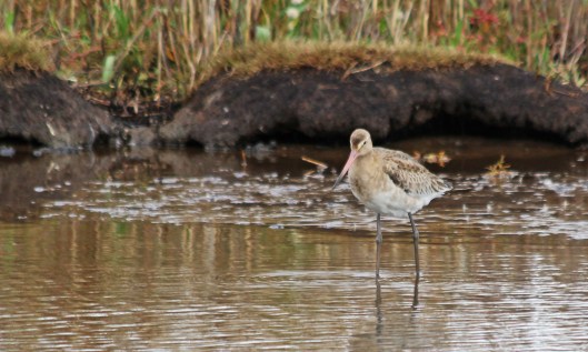 191002 black-tailed godwit (4)