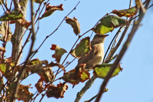 191004 great reed warbler (1)