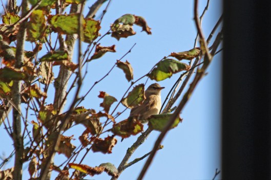 191004 great reed warbler (2)
