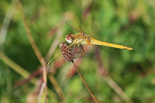 191005 red-veined darter