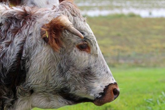 191007 Longhorns (7)