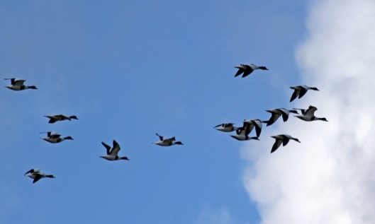 191009 shelducks (3)