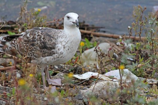 191010 herring gull (2)