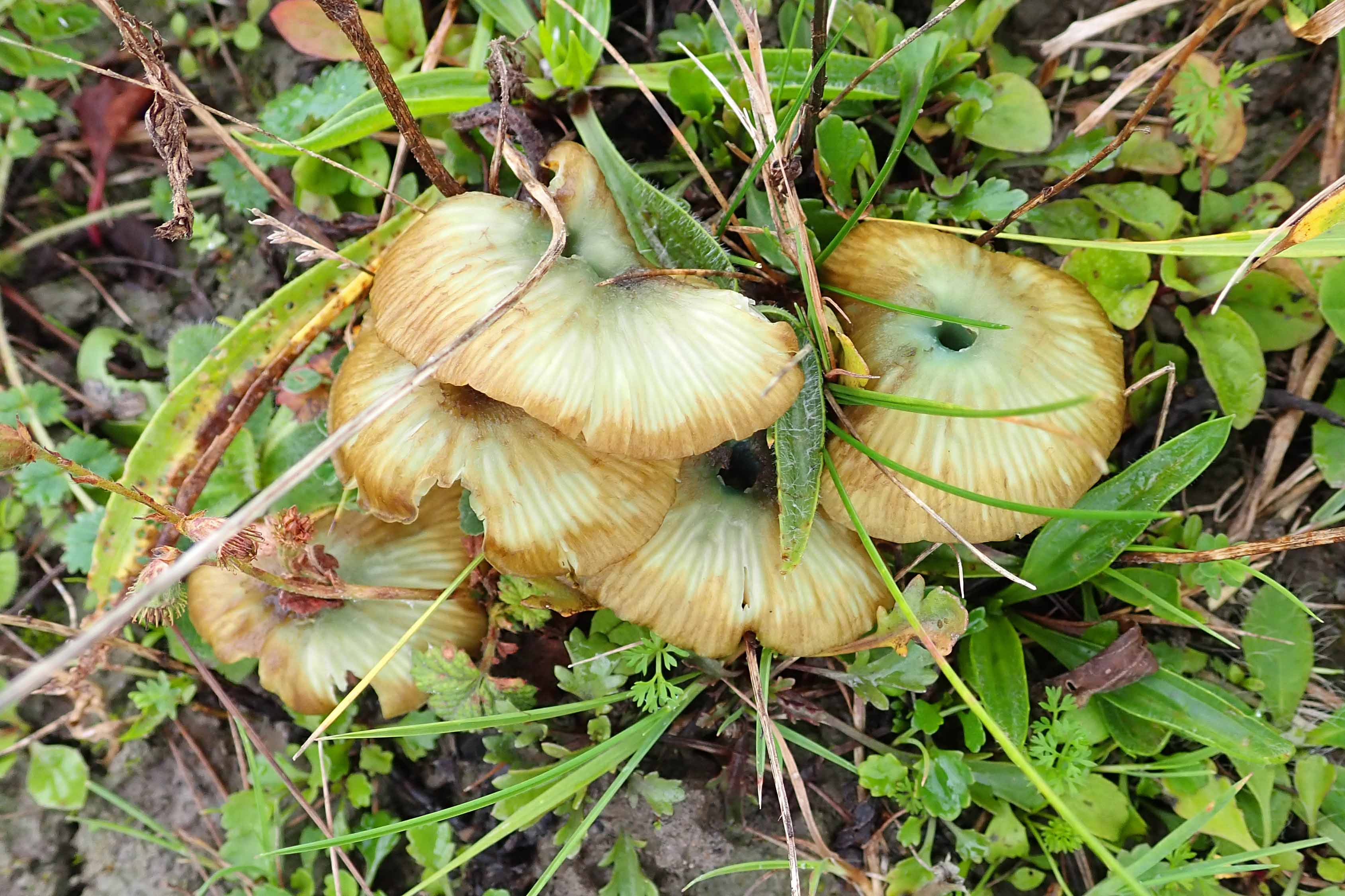 191012 mousepee pinkgill (2)