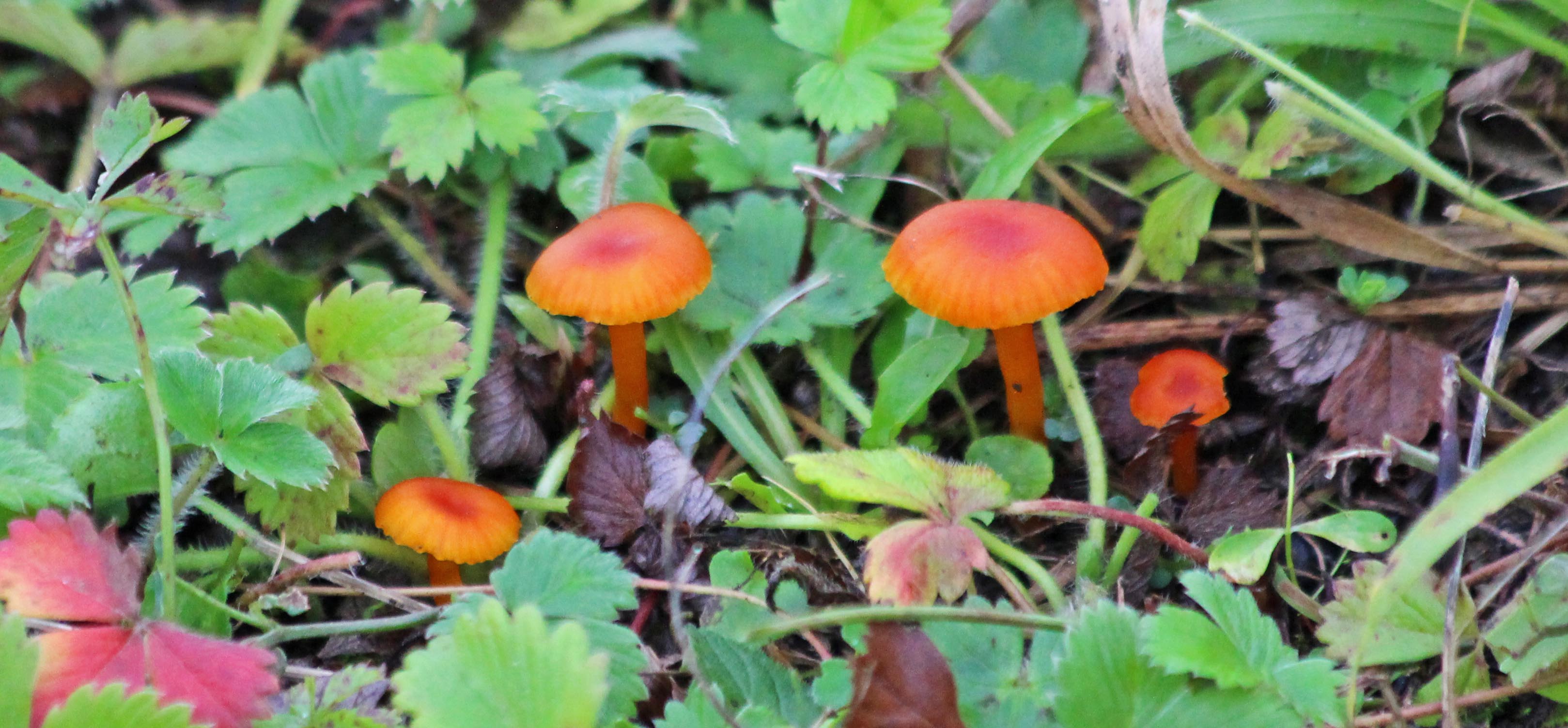 191014 hygrocybe (1)