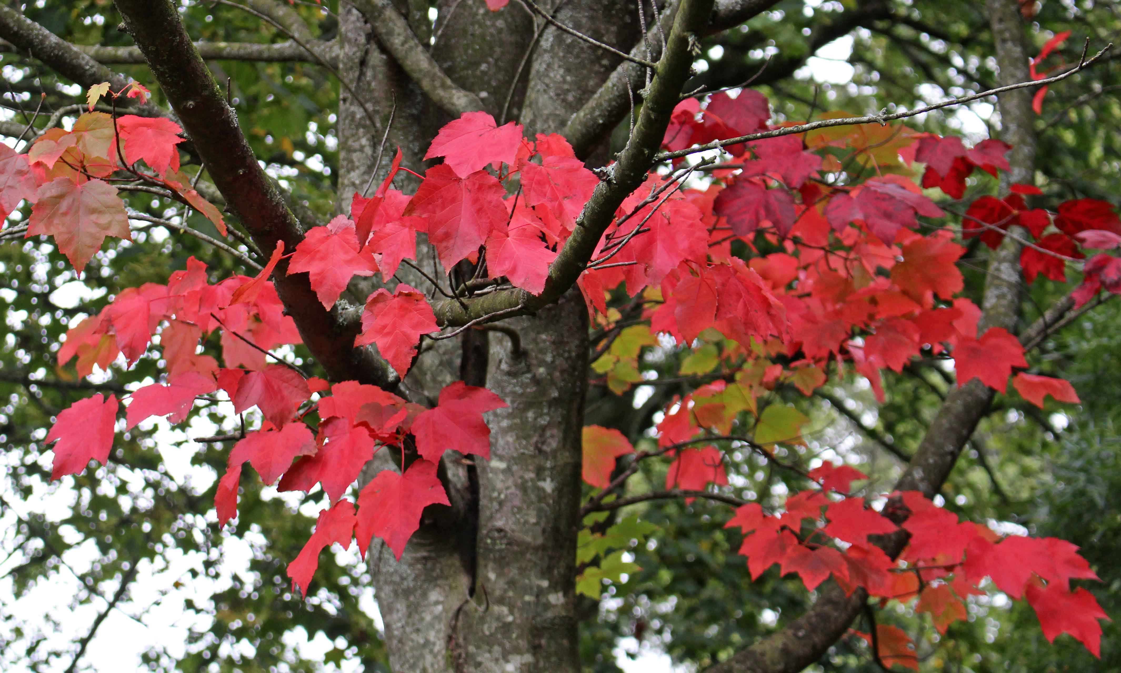 191015 autumn colour (2)