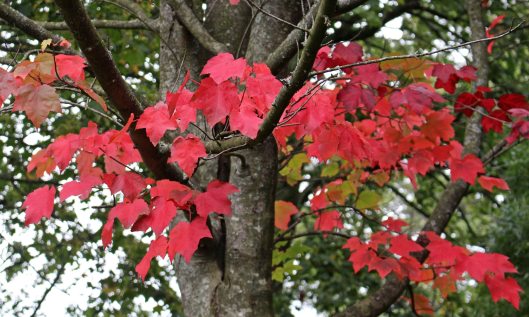 191015 autumn colour (2)