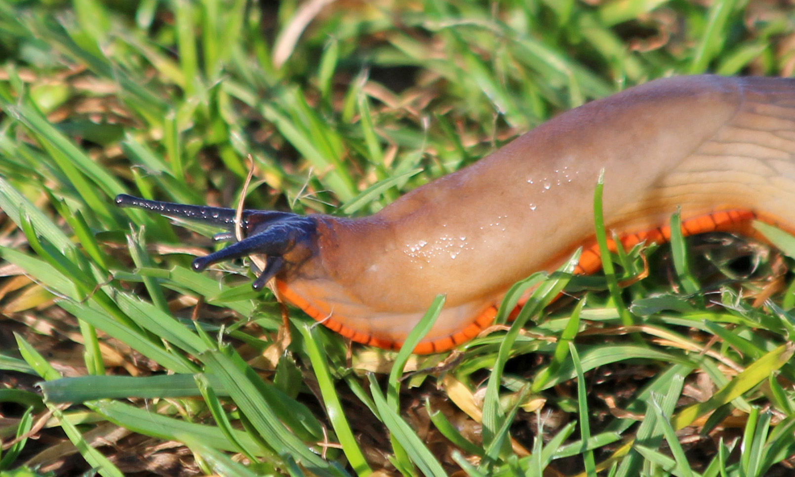 191018 Black slug (1)