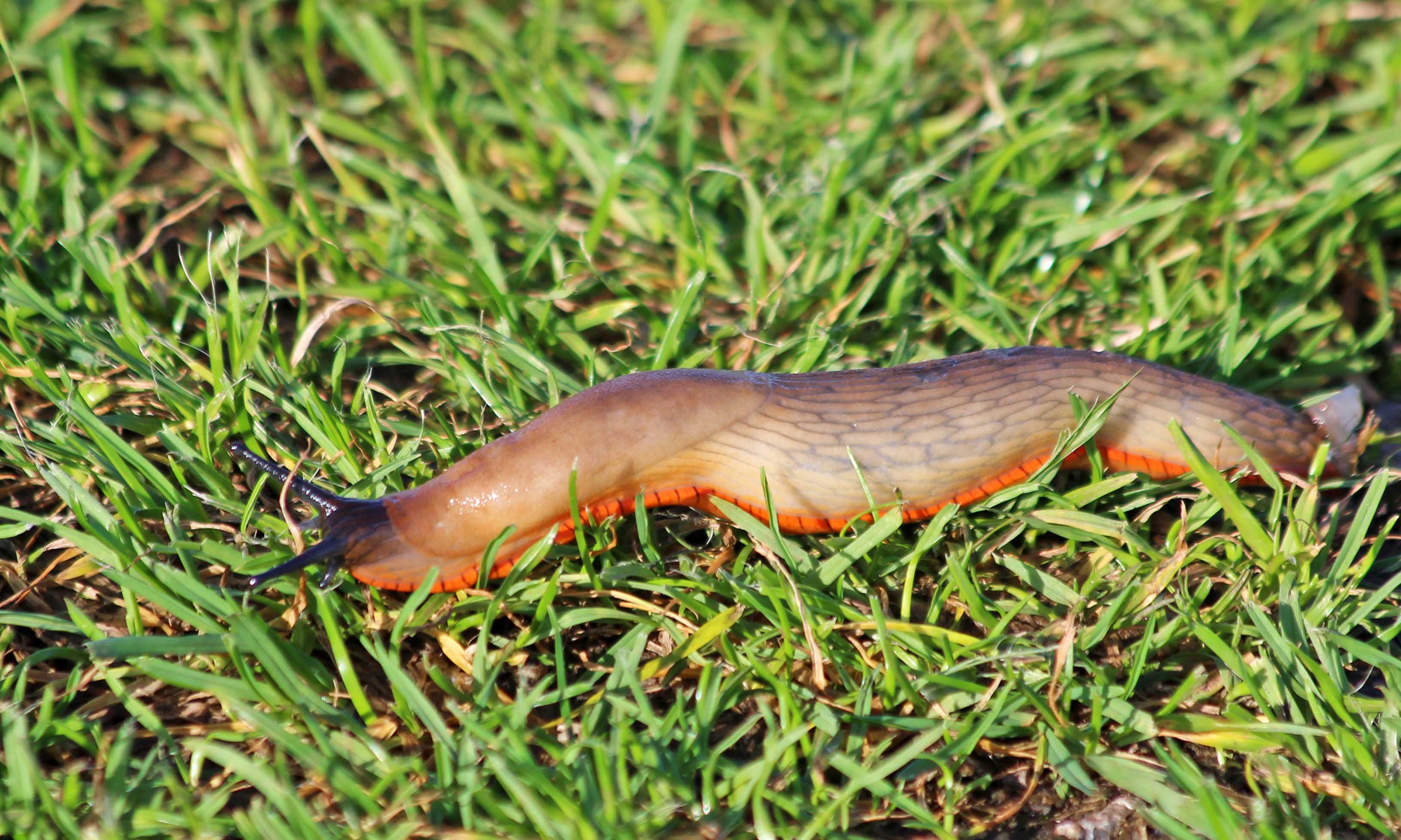 191018 Black slug (2)