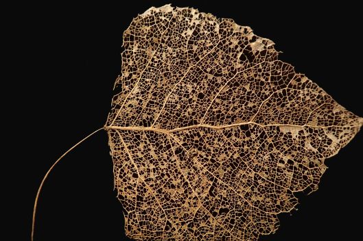 191020 leaf skeleton