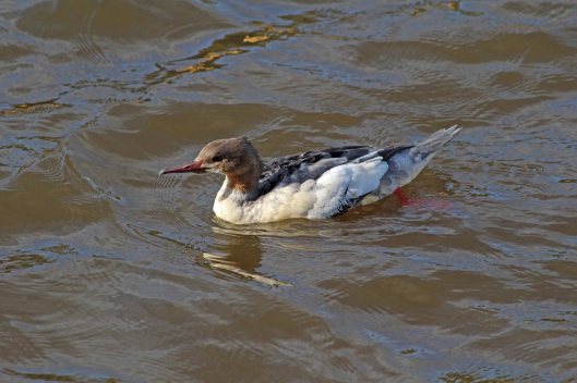 191021 Goosander (1)