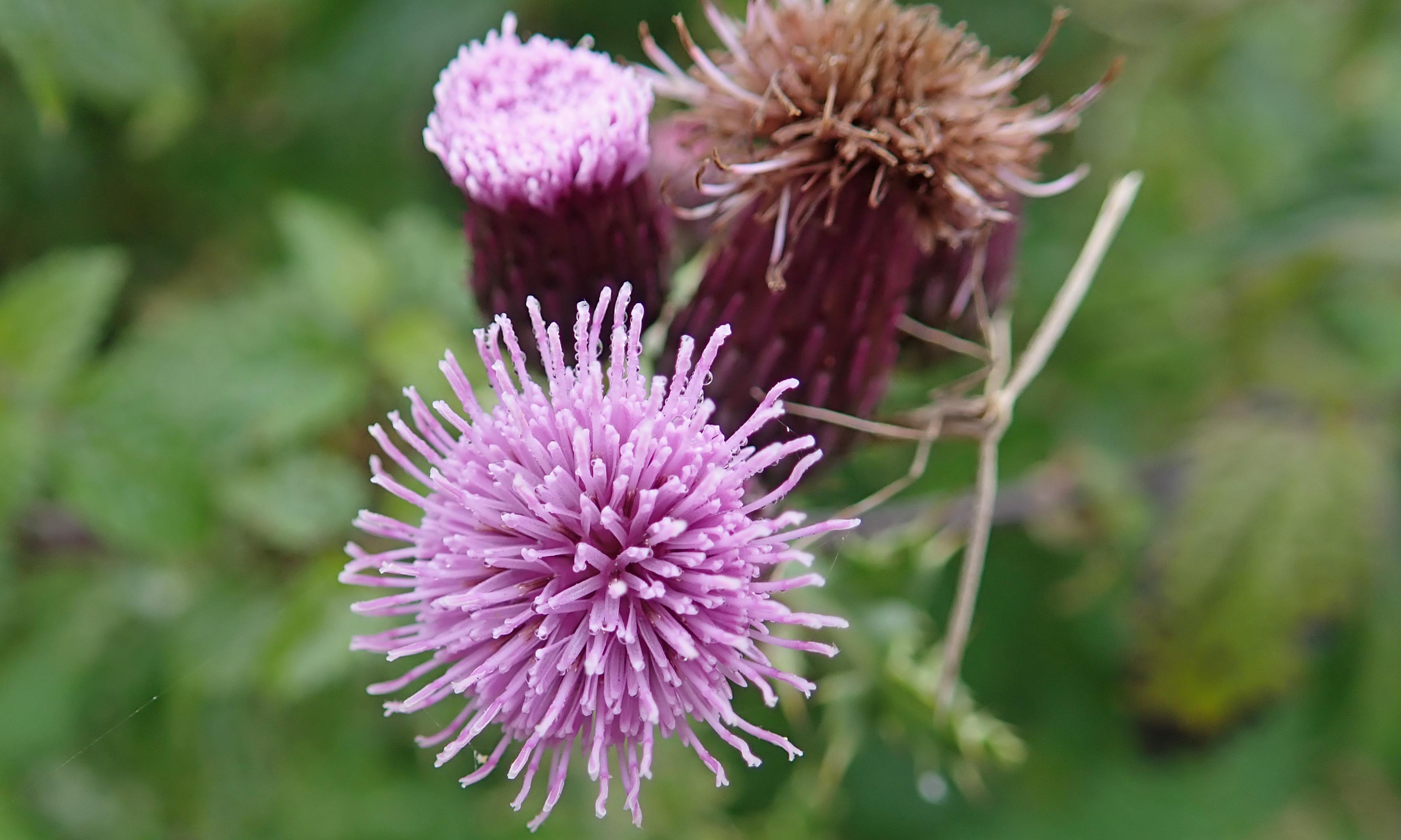 191024 zigzag wildflowers (13)