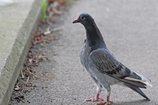 191026 pigeon squabs (2)