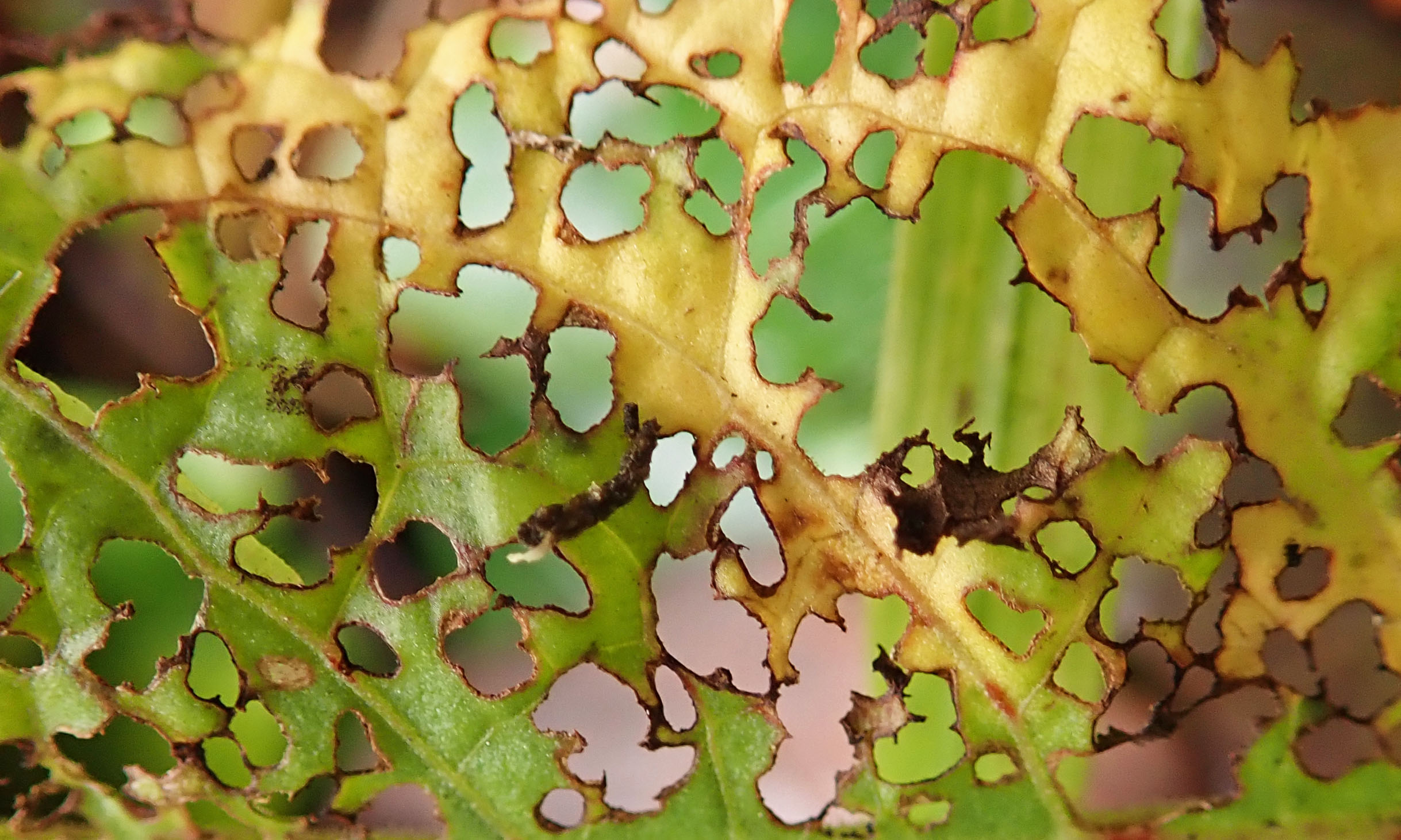 191029 nibbled leaf (1)