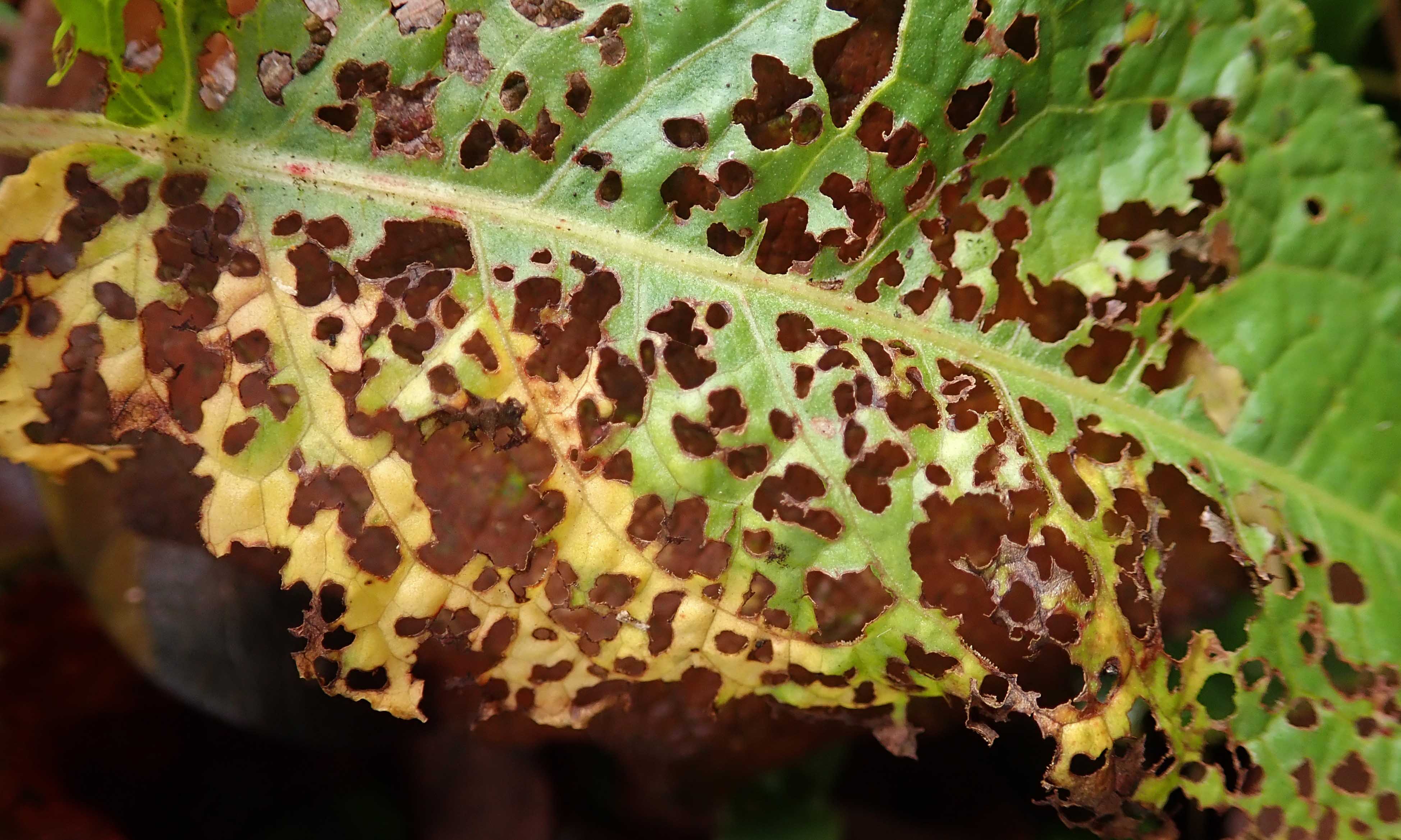 191029 nibbled leaf (2)