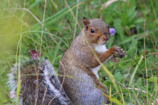 191030 grey squirrel