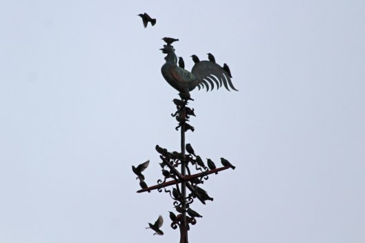 191103 starlings (1)