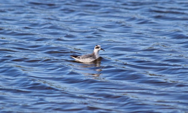 172 grey phalarope